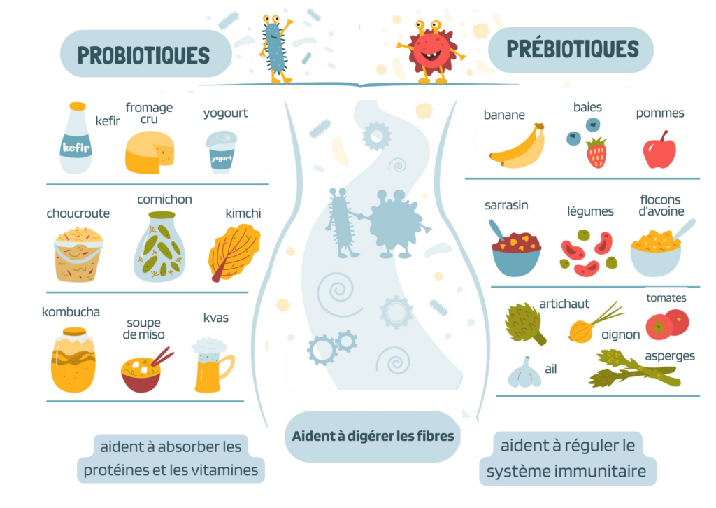 aliments probiotiques et aliments prébiotiques